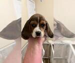 Small Photo #3 Bagle Hound-Basset Hound Mix Puppy For Sale in SILOAM SPRINGS, AR, USA