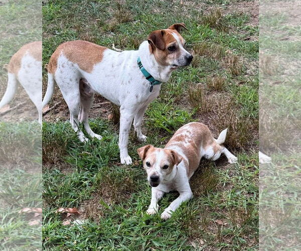 Medium Photo #10 Jack-A-Bee Puppy For Sale in Boonton, NJ, USA