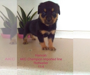 Rottweiler Puppy for Sale in SHIPSHEWANA, Indiana USA