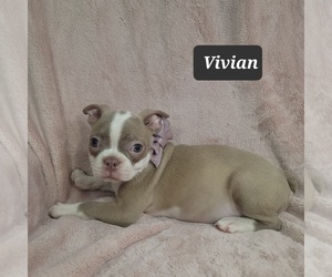 Boston Terrier Puppy for sale in MINERAL WELLS, WV, USA