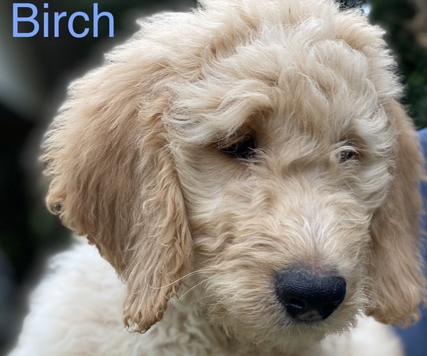 Medium Photo #2 Goldendoodle Puppy For Sale in BROOKER, FL, USA