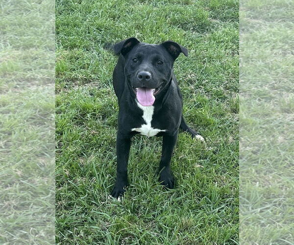 Medium Photo #2 Labrador Retriever-Unknown Mix Puppy For Sale in Eastman, GA, USA