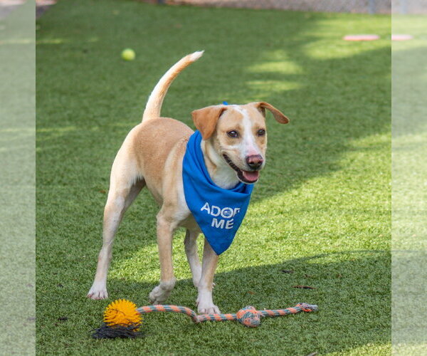 Medium Photo #2 Mutt Puppy For Sale in Hilton Head, SC, USA