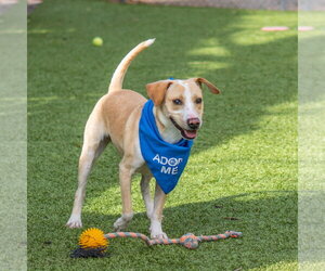 Klaus - Male Mutt Dog for Adoption - Photo #2