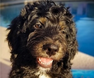 Bernedoodle Puppy for sale in MESA, AZ, USA