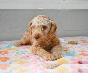 Poodle (Miniature) Puppy for sale in MILLERSBURG, OH, USA