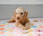 Small Poodle (Miniature)