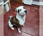 Small #14 American Pit Bull Terrier