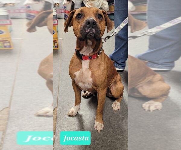 Medium Photo #2 Boxer-Rhodesian Ridgeback Mix Puppy For Sale in Richmond, IN, USA