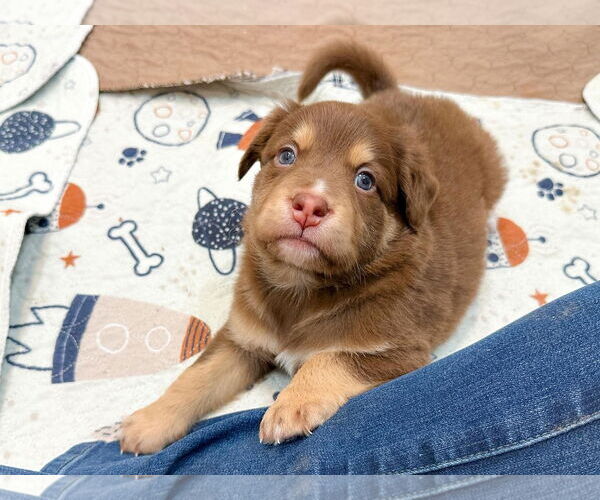 Medium Photo #1 Mutt Puppy For Sale in Holly Springs, NC, USA