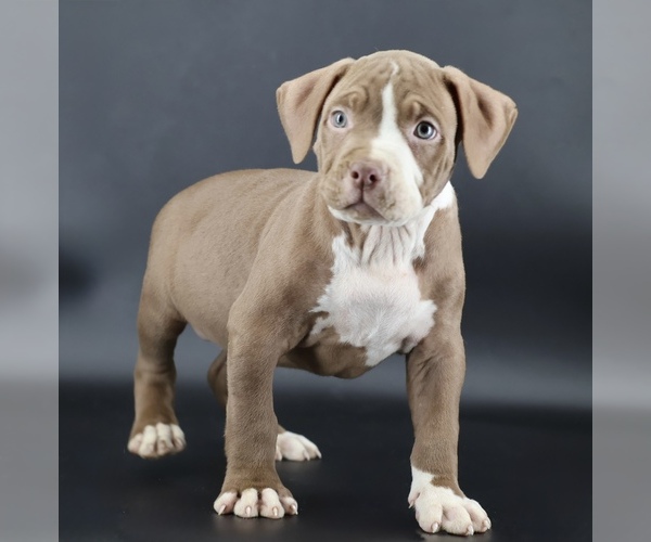 Medium Photo #1 American Bully Puppy For Sale in CHAMPAIGN, IL, USA