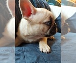 Small Photo #27 French Bulldog Puppy For Sale in MANHATTAN, NY, USA