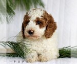 Small #3 Goldendoodle (Miniature)