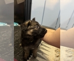 Small #1 German Shepherd Dog