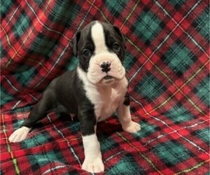 Boxer Puppy for Sale in CLAREMORE, Oklahoma USA