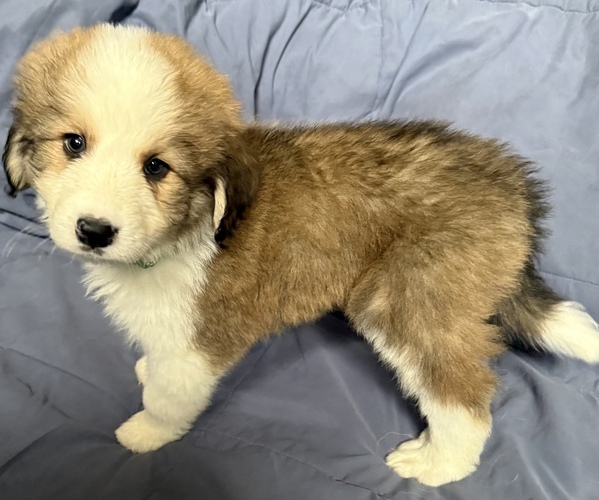 Medium Photo #1 Great Bernese Puppy For Sale in SPRINGFIELD, OH, USA