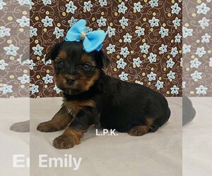 Yorkshire Terrier Puppy for sale in WINNSBORO, LA, USA