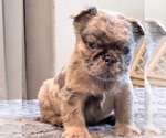 Small #3 English Bulldog