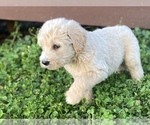 Small Photo #4 Labradoodle Puppy For Sale in CANON, GA, USA