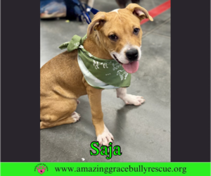 Bulldog-Unknown Mix Dogs for adoption in Milton, FL, USA