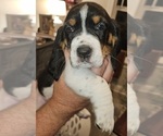 Small Photo #39 Basset Hound Puppy For Sale in BYHALIA, MS, USA
