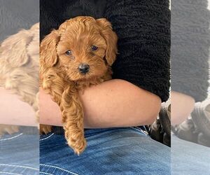 Cavapoo Puppy for sale in MILLCREEK, UT, USA