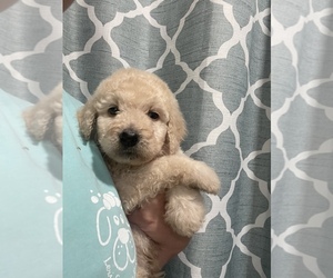 Poodle (Standard)-Saint Berdoodle Mix Puppy for sale in SALTILLO, MS, USA