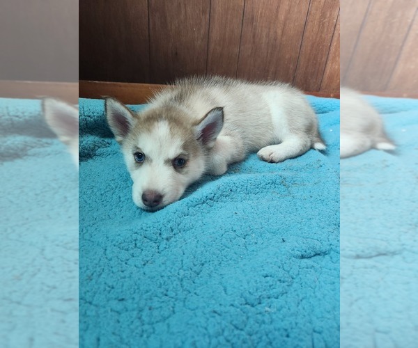 Medium Photo #12 Australian Shepherd-Siberian Husky Mix Puppy For Sale in ATTICA, NY, USA