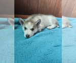 Small #11 Australian Shepherd-Siberian Husky Mix