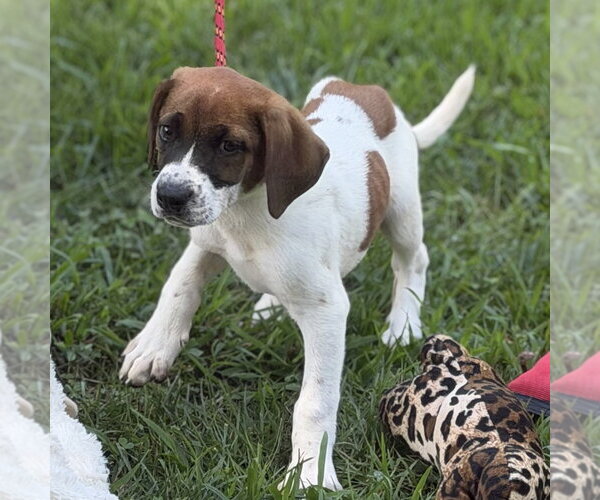 Medium Photo #3 Beagle Puppy For Sale in Yardley, PA, USA
