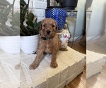 Litter of 9 - Male(s) and Female(s) GoldendoodleLitter of Puppies for Sale - Photo #5