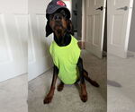 Small Photo #6 Doberman Pinscher Puppy For Sale in Buffalo, MN, USA