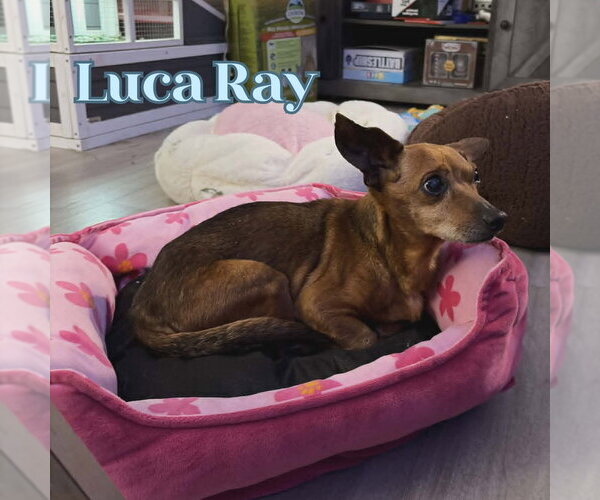 Medium Photo #9 Chiweenie Puppy For Sale in San Antonio, TX, USA