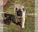 Small Photo #5 Bullmastiff Puppy For Sale in GREENBANK, PA, USA