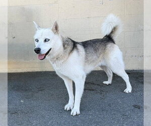 Siberian Husky Dogs for adoption in Downey, CA, USA
