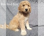 Puppy Red Pyredoodle