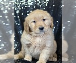 Puppy Roxy Golden Retriever