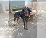 Small #1 Bluetick Coonhound