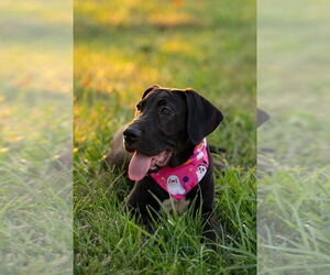 Zelda - Female Great Dane Dog for Adoption - Photo #2
