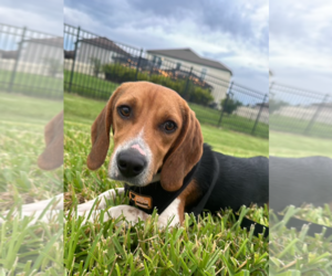 Beagle Dogs for adoption in Tampa, FL, USA