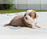 Small #2 Miniature Australian Shepherd