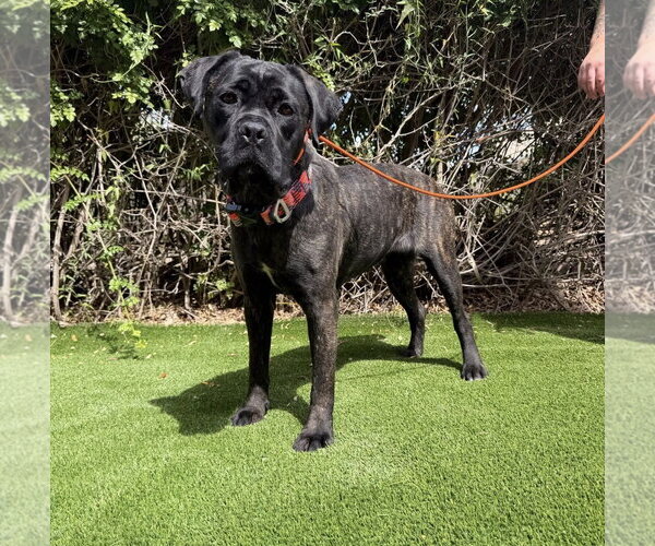 Medium Photo #5 Mutt Puppy For Sale in Goodyear, AZ, USA