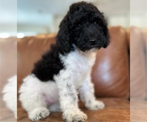 Goldendoodle Puppy for sale in PALM CITY, FL, USA