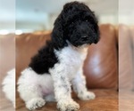 Small Goldendoodle