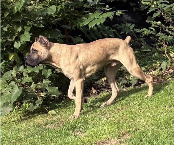 Medium Photo #1 Cane Corso Puppy For Sale in MOUNT MORRIS, MI, USA