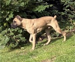 Small Photo #1 Cane Corso Puppy For Sale in MOUNT MORRIS, MI, USA