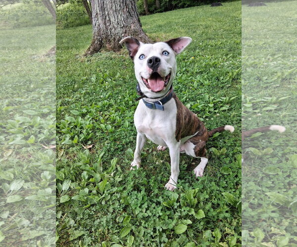 Medium Photo #5 American Pit Bull Terrier-Unknown Mix Puppy For Sale in Germantown, OH, USA