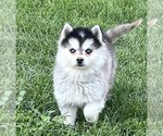 Small Photo #2 Alaskan Klee Kai Puppy For Sale in MOUNTAIN HOME, ID, USA