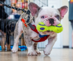 Small #1 French Bulldog