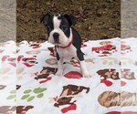 Small Photo #1 Boston Terrier Puppy For Sale in MACON, GA, USA